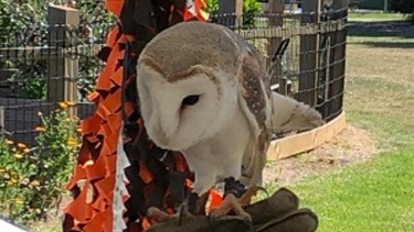 A Barn Owl surveyed the crowd.