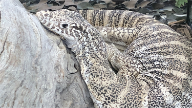 A native monitor
