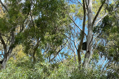 Nesting Box in a tree