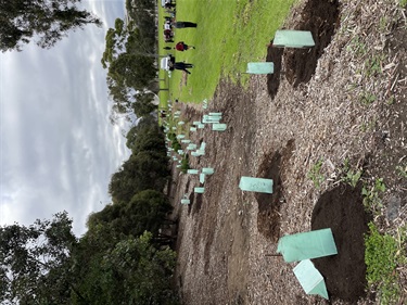 Tree planting at Thompson Reserve, Maribyrnong