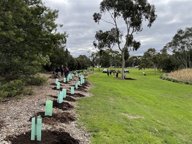 Tree planting at Thompson Reserve, Maribyrnong