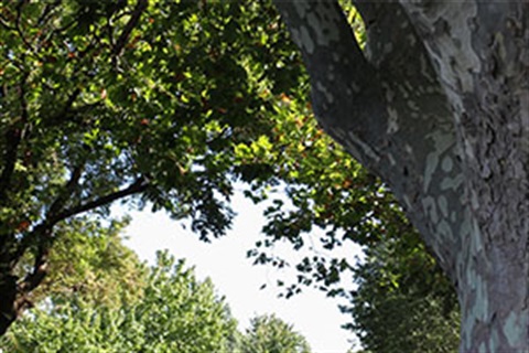 plane-tree-canopy-sky.jpg