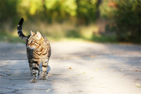 Cat curfew.png