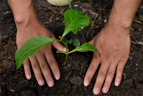 Tree planting.png