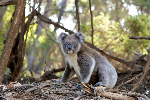 Koala.jpg