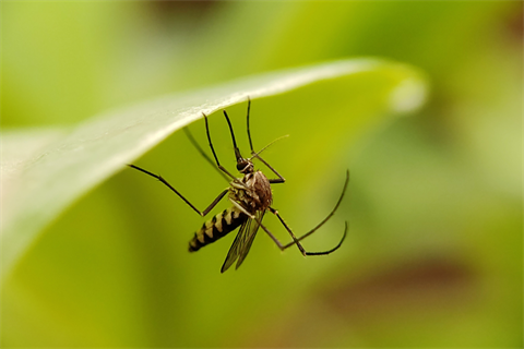 Mosquitos.png