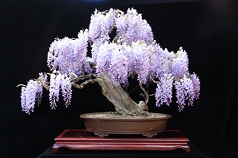 Bonsai2021_3000x200.jpg