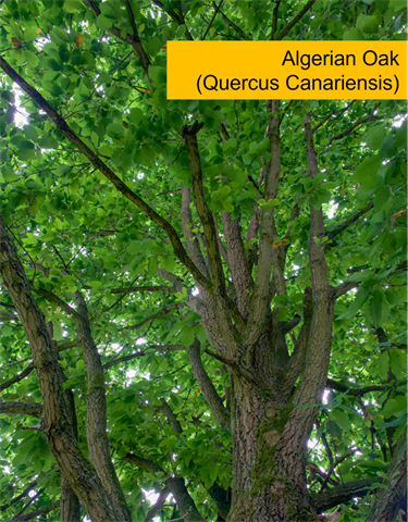 Algerian Oak (Quercus Canariensis)