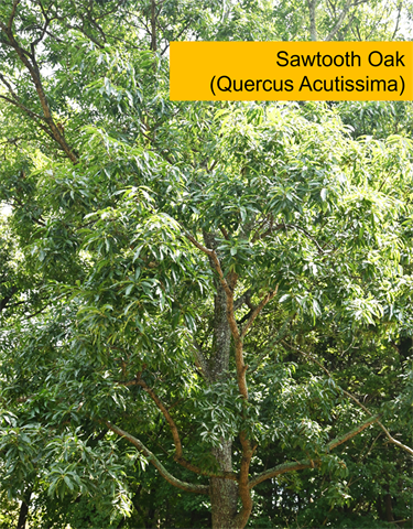 Sawtooth Oak (Quercus Acutissima)