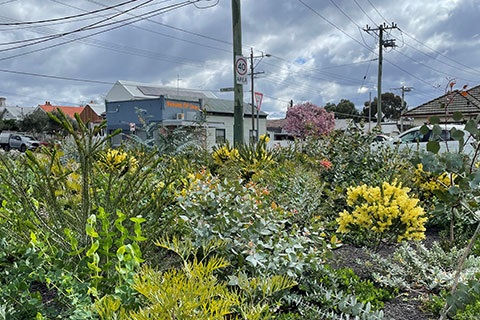 Native plants in a park