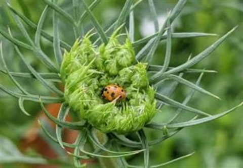 pest-gardening.jpg
