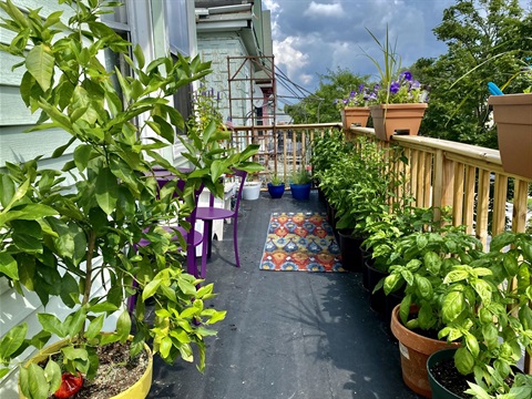 Balcony_container_garden_Laurel_Street_Buffalo_New_York_-_20210801.jpg