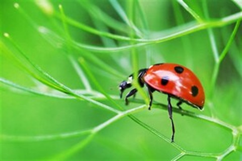 bug300x200.jpg