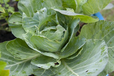 Container_Gardening_-_50087913566.jpg