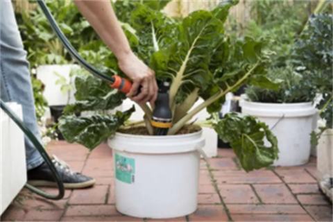 Drought-proof-your-garden.png