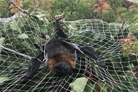 Image of fruit bat stuck in tree netting