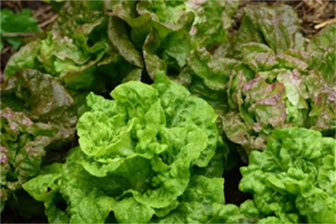 Image of green lettuce leaves