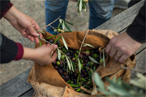 Several hands holding olive branches and picking off the olives over a paper bag full of olives
