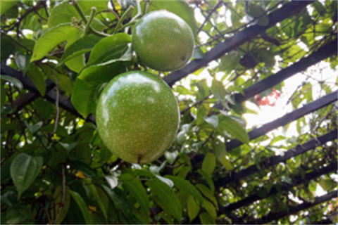 Passion-Fruit-Vine.png