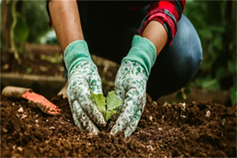 Hands with gardening gloves on planting a plant into soil