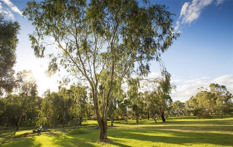 Large tree in field