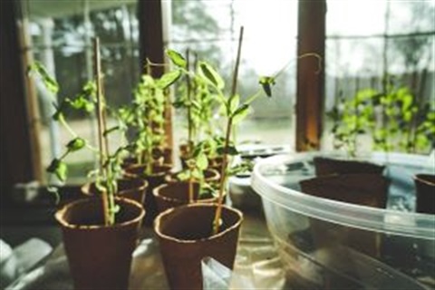 seed saver web.jpg