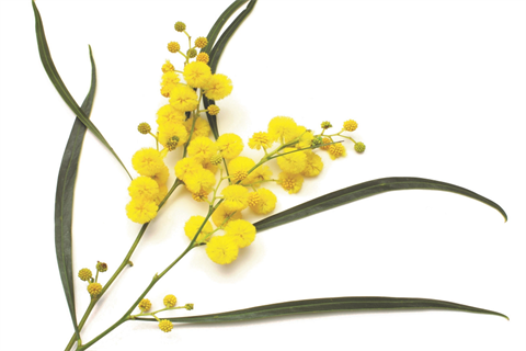 Wattle_cropped_WEBSITE.png