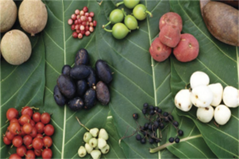 Native-Plants-for-Food-as-Medicine.png