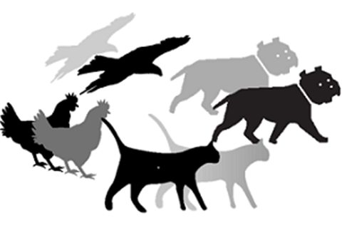 Pets Number of Pets Permitted