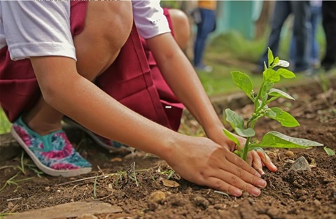 tree planting.JPG